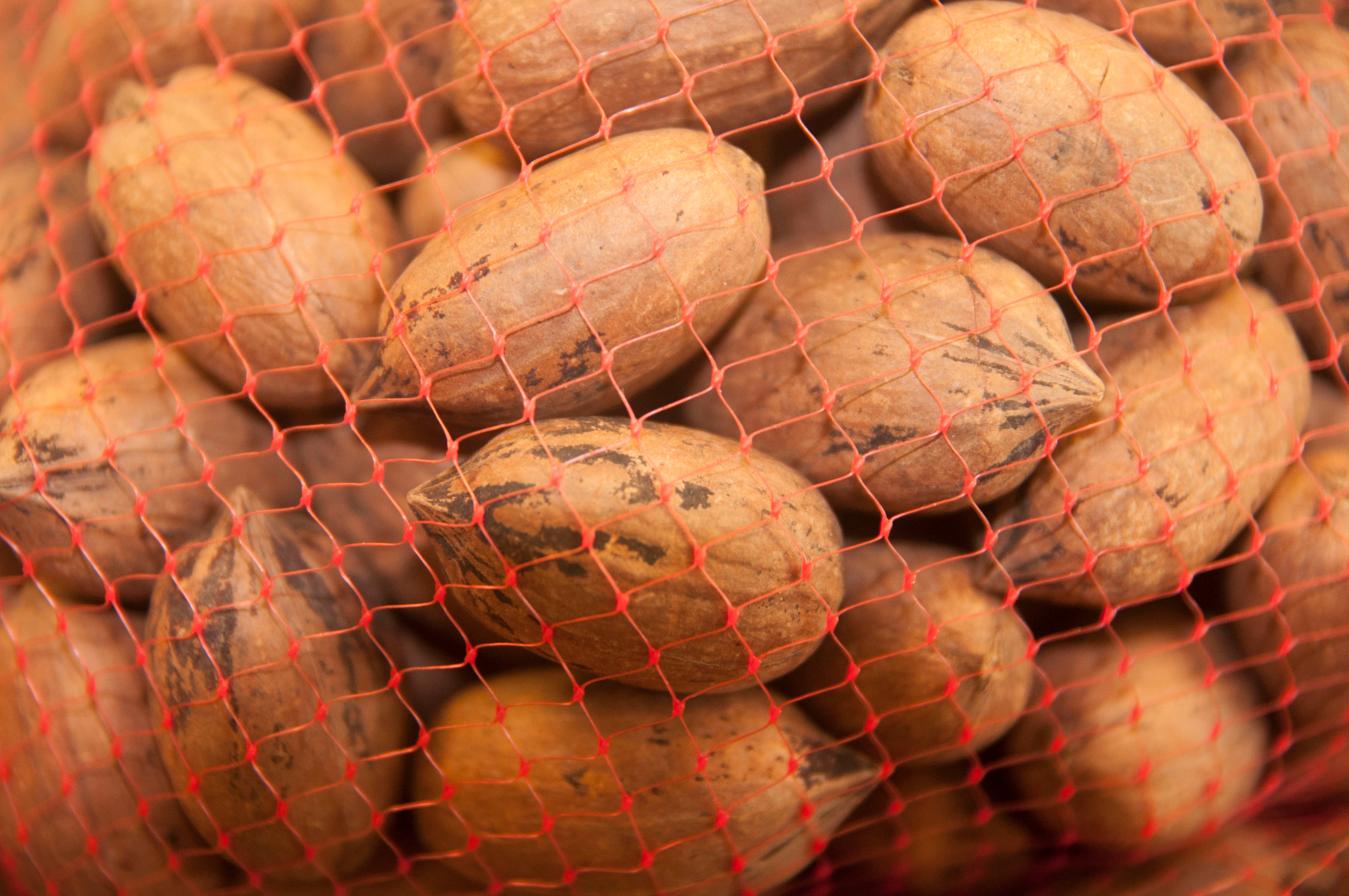 PECANS- WHOLE In Shell Pecans – MidSouth Pecans
